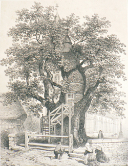 Chêne d`Allouville XIXe siècle