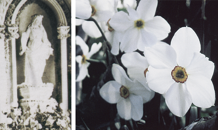 Plantes domestiquées en Normandie - Le mois de Marie et les plantes de la Vierge