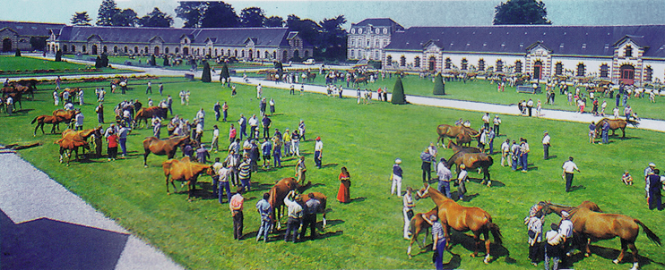 Haras de Saint-Lô, berceau du cheval de selle en France