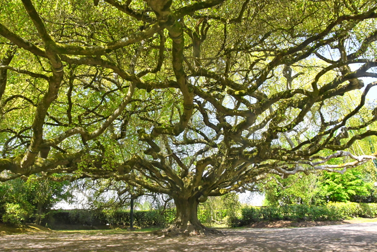 Le hêtre pleureur de Bayeux sera t-il arbre européen de l'année ?