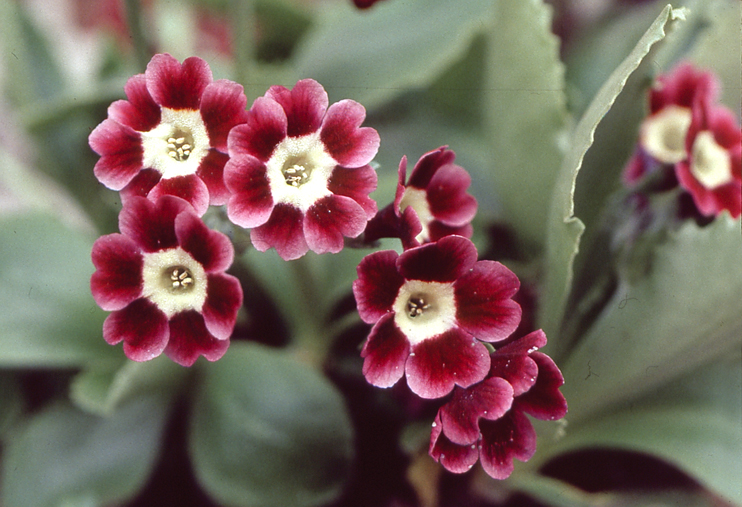 Plantes domestiquées en Normandie - Les primevères à oreilles