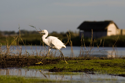 Aigrette. (© Guillaume He?douin)