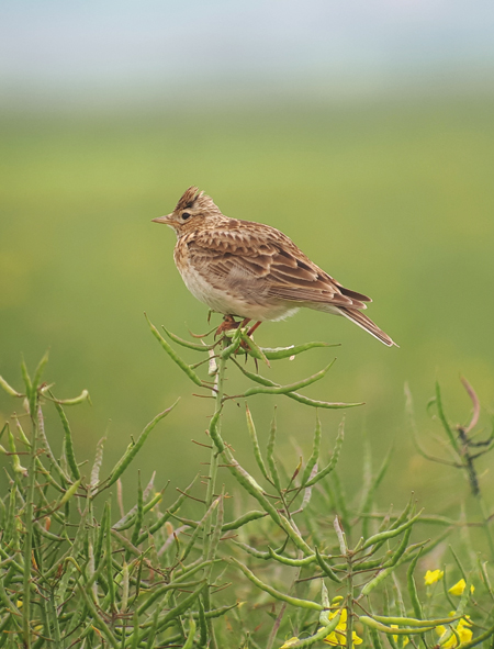 Les populations d’alouette des champs s’effondrent par endroit de 30 %. Pas en Normandie. (© J. Jean-Baptiste)