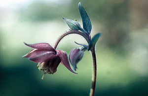 Ancolie ou « Gant à la Vierge ». (© Christiane Dorléans)