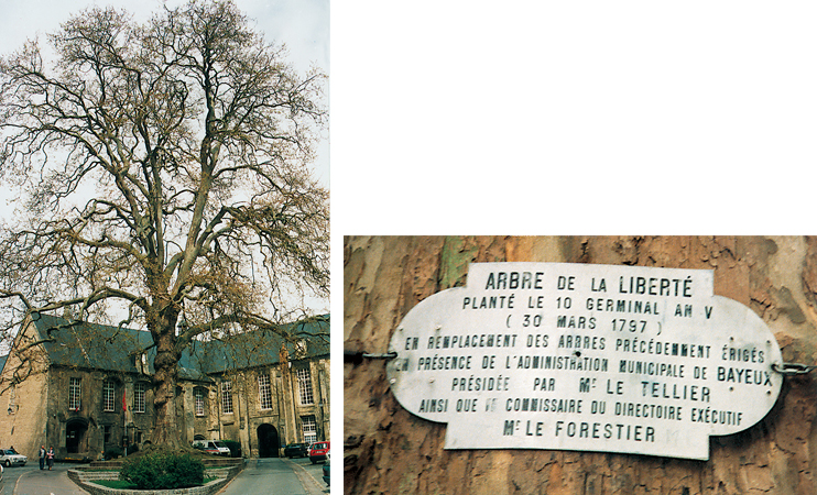 Bayeux : l'arbre de la Liberté  a 200 ans  !