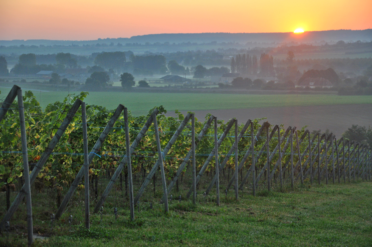 Produire du vin normand ! Le défi réussi de Gérard Samson
