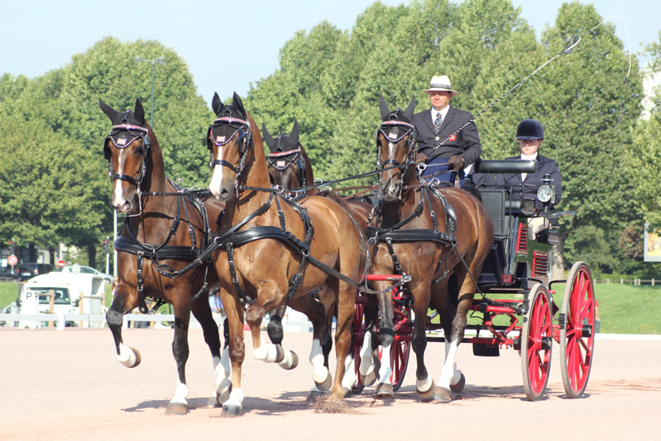 Jeux Équestres Mondiaux 2014 - L’attelage, l’autre concours complet