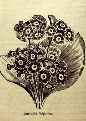 Auricule Liégeoise Catalogue Lenormand 1909. (Coll. Christiane Dorléans)