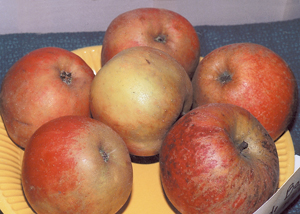 « Bailleul ». Variété ancienne très répandue en Seine-Maritime. De bonne conservation. Fruit au couteau dont il existe plusieurs variétés présentant des différences de couleur, de taille, de maturité. (Photo Alexandre Vernon © Patrimoine Normand.)