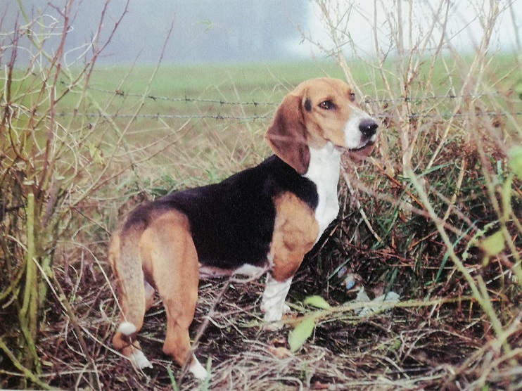 Le Basset Artésien-Normand