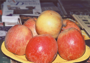 « Belle de Boskoop » : pomme très répandue dans toute la Normandie. (Photo Alexandre Vernon © Patrimoine Normand.)