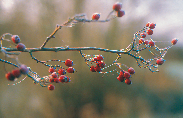 Bocage d’hiver, bocage vivant