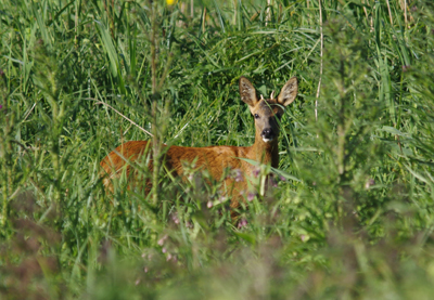 Brocard dans le Marais-Vernier. (© Stéphane William Gondoin)