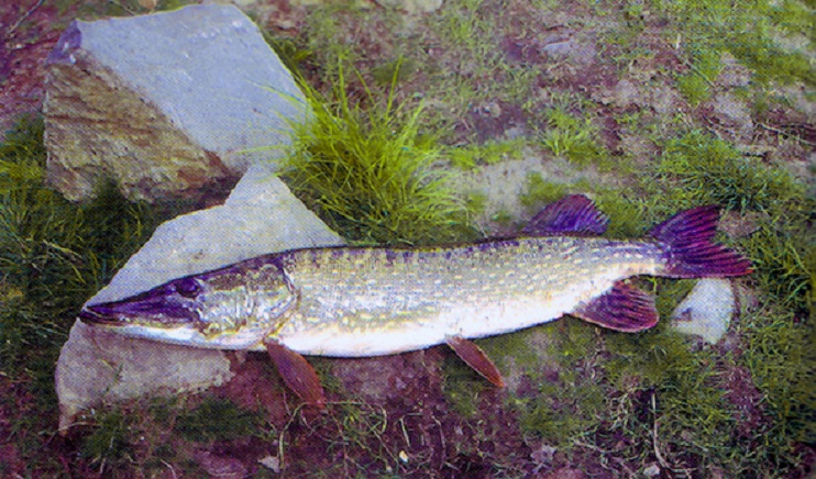 Le brochet en Normandie