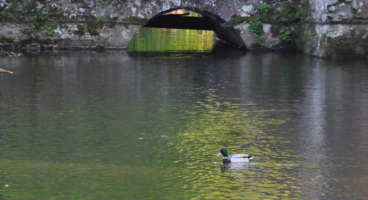 Canard col-vert