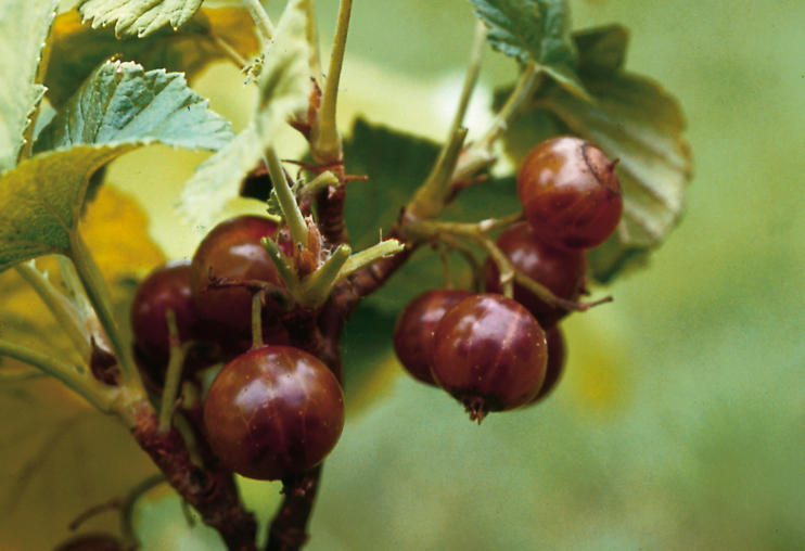 Le mystère du cassis à grain jaune - Plantes domestiquées en Normandie