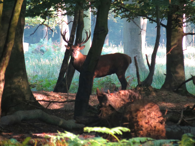 Cerf, chevreuil, sanglier - Âmes de nos forêts normandes