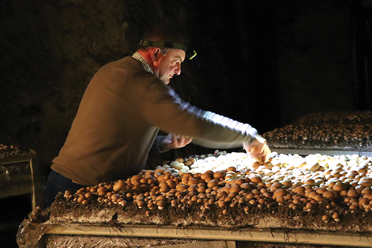 La champignonnière d’Orbec – Entre mémoire et savoir-faire