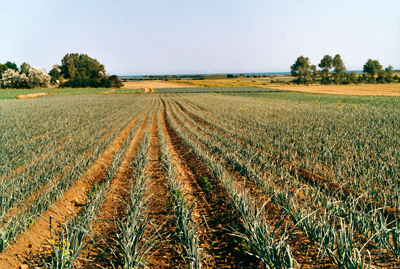 Ce champ de poireaux illustre les mutations de lagriculture à Réville à partir des années cinquante du XXe siècle.  lélevage a succédé le maraîchage ce qui a entraîné une profonde modification du p