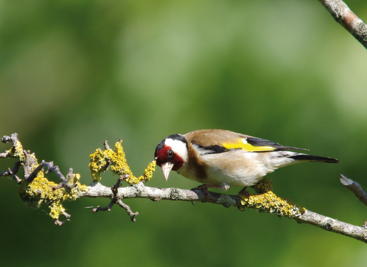 Les oiseaux en Normandie - Un bilan contrasté