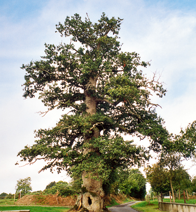 Le « Chêne au Muet » : 7,10 mètres de tour à 2 mètres de haut, 9,70 mètres à sa base. (Photo Jeannine Rouch © Patrimoine Normand).