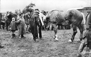 En Normandie, les foires ont toujours été très actives, événements commerciaux très importants, celle de Brix tout particulièrement. La taxe était de quatre deniers par pied pour un cheval. La Saint-Denis de Brix réunissait entre 4 000 et 6 000 chevaux ! (Coll. Jeannine Bavay)