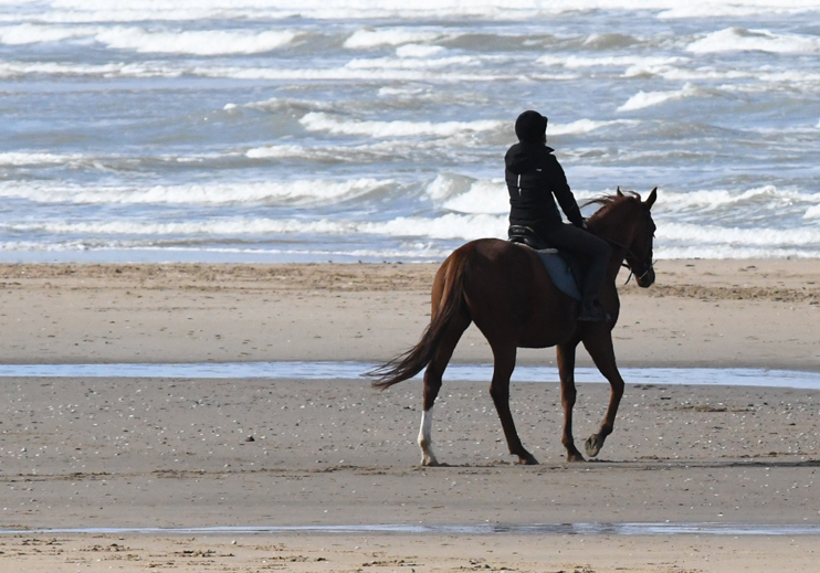 Le cheval, vivant patrimoine de la Normandie