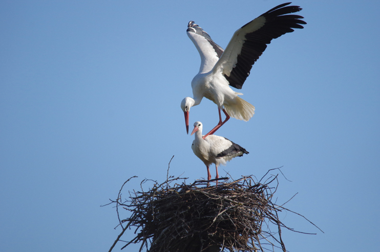 Les cigognes blanches sont désormais des résidentes habituelles des marais. (© Stéphane William Gondoin)