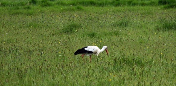 La cigogne blanche en Normandie