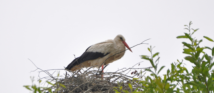 La cigogne blanche, une des espèces remarquables de la vallée de la Taute. (Photo Rodolphe Corbin © Patrimoine Normand)