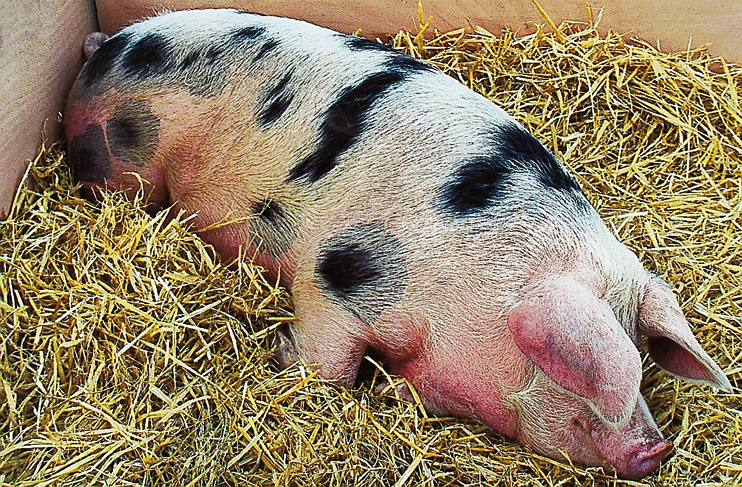 Cochons de Bayeux. (Photos Georges Bernage © Patrimoine Normand)