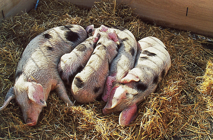 Cochons de Bayeux. (Photos Georges Bernage © Patrimoine Normand)