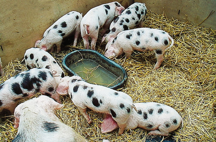 Cochons de Bayeux. (Photos Georges Bernage © Patrimoine Normand)