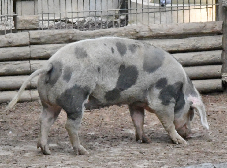 Recette - Joue de porc à la bière