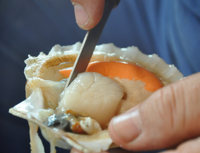 ’or blanc, c’est le nom qu’on lui donne parfois. Une noix de Saint-Jacques qui s’habille là en Label Rouge et dont le corail allume une assiette de son orange solaire. (Photo Laurent Corbin © Patrimoine Normand)