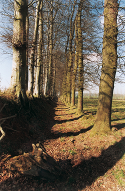 Le fossé ou banque de la ferme « La Bataille », à Harcanville. On en voit bien la structure, faite de deux rangées d’arbres. (Photo Eric Bruneval © Patrimoine Normand).