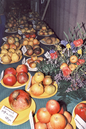 Exposition de pommes à Fauville-en-Caux. (Photo Alexandre Vernon © Patrimoine Normand.)