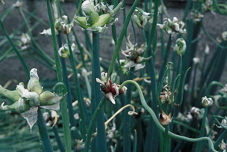 Plantes domestiquées en Normandie - Oignons, bulbes et Caïeux