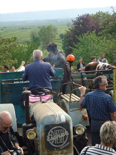 L'adjointe au maire de Marais-Vernier s'essaie à l'étampage sur une vache - récalcitrante - restée dans la bétaillère. (© Armand Launay)