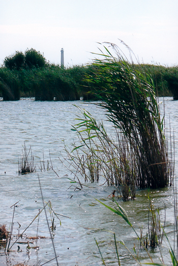 Derrière la végétation dense, qui couvre les berges de l’étang, émerge le phare de Gatteville. (Photo François de Lannoy © Patrimoine Normand)