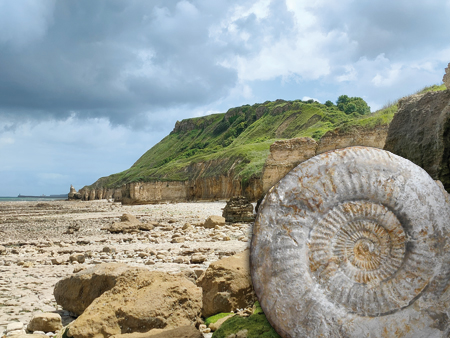 Le Jurassique est marqué par une succession de séquences sédimentaires d’origine marine. Le nom de Bayeux est indissociable de l’un de ses étages, riche en fossiles d’invertébrés : le Bajocien. On doit cette dénomination au naturaliste Alcide d’Orbigny (1802-1857), fondateur de la paléontologie stratigraphique, qui en définit la coupe de référence (stratotype) sur le site des Hachettes, à Sainte-Honorine-des-Pertes. (Photo Rodolphe Corbin © Patrimoine Normand)