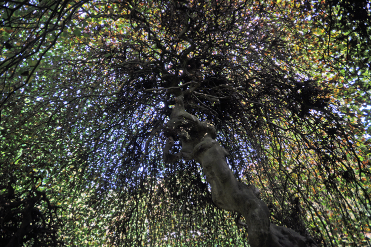 Le hêtre tortillard (ou Fau de Verzy) de l'arboretum d'Harcourt. (Photo Rodolphe Corbin © Patrimoine Normand)