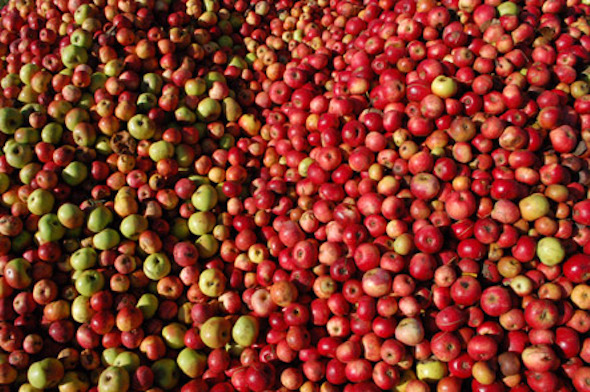 La Fête de la Pomme, du Cidre et du Fromage