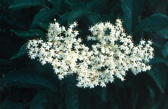 Fleur de Sureau. (Photo Christiane Dorléans © Patrimoine Normand.)