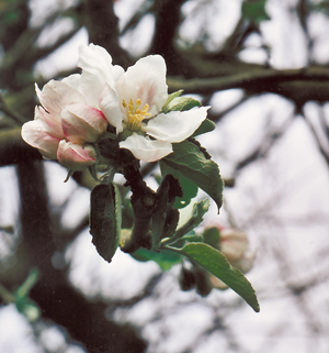 Fleur double « bon pommier ». (Photo Alexandre Vernon © Patrimoine Normand.)