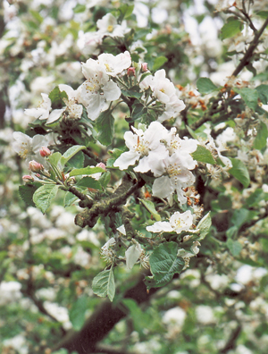 Fleur de pommier. (Photo Alexandre Vernon © Patrimoine Normand.)