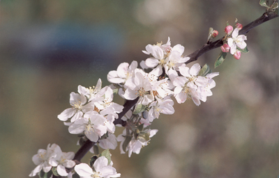  Fleurs de pommiers. (Photo Alexandre Vernon © Patrimoine Normand.)