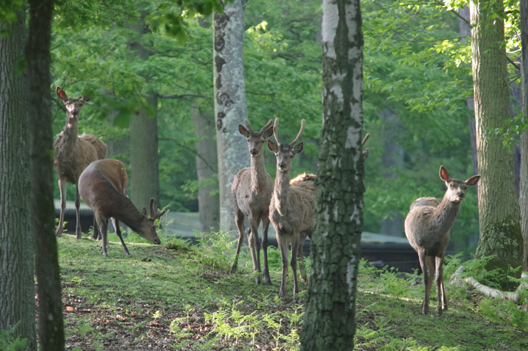 Forêt de Grimbosq - Randonnée au pays de la Bête de Caen !