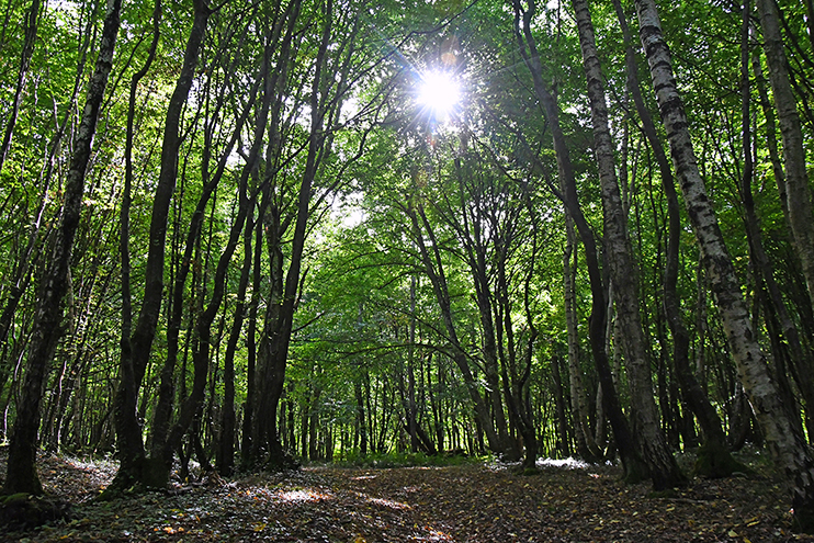 La forêt de Conches – Nature et évasion en pays d’Ouche