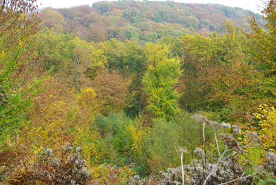 Forêt de La Londe-Rouvray, sur laquelle régnait la gargouille. Du moins, d'après la légende... (© Stéphane William Gondoin)